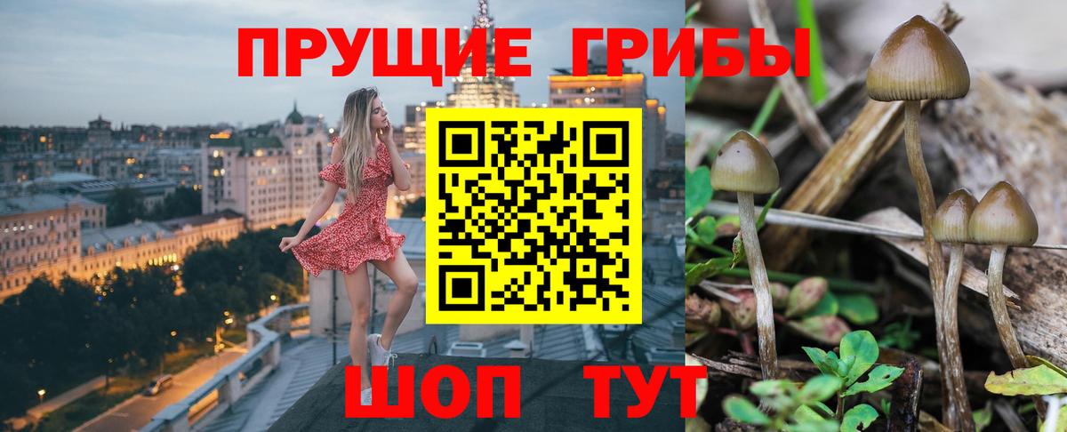 Псилоцибиновые грибы Psilocybine cubensis  Вход с VPN  Галлюциногенные грибы GOLDEN TEACHER  Псков 